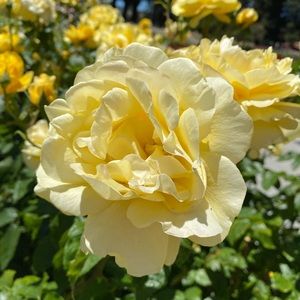 Meet your Posher, Isabelle